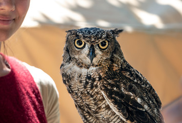 A woman stands near by an trained owl. Close-up horned owl with big eyes watching	