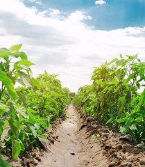 Rows / plantation of young pepper on a farm on a sunny day. Growing organic vegetables. Eco-friendly products. Agriculture land and farming. Agro business. Ukraine, Kherson region. Selective focus