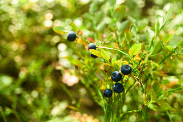 Growing wild blueberry on a bush in a forest