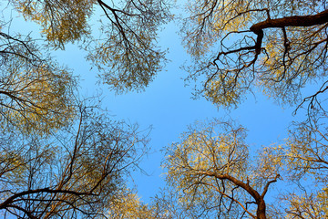 Crowns of poplar trees with young green foliage in early spring view from below into the blue sky. View of the sky through the trees from below