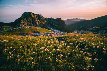 Flowers in mountains on a sunset