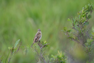 Gray-headed bunting juvenile in Kirigamine, Nagano prefecture, Japan