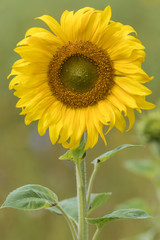 A bright yellow sunflower growing on the field