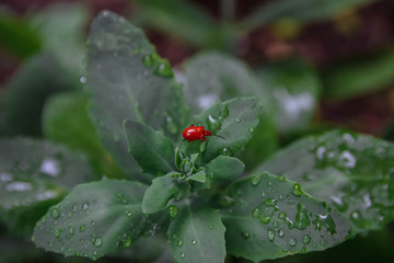 Bright, red beetle, fire beetle sitting on green leaves of undisturbed flowers with water drops close up