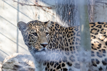 Leopard im Käfig