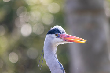 Portrait eines Graureihers