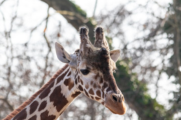 Portrati einer Giraffe