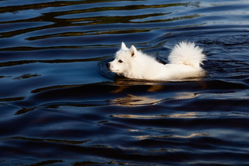 White dog - Japanese Spitz swims in the lake