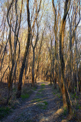 Path in the forest among willow trees in early spring