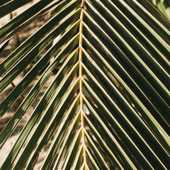 Beautiful tropical coconut palm branch. Minimalistic pattern and print. Summer concept.
