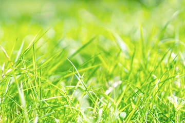 Abstract green grass nature landscape in summer sun with bokeh. Juicy green grass on meadow in morning light in outdoors close up. Beautiful artistic image of purity freshness nature