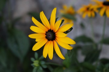 Orange marigolds close up. Beautiful flowers.