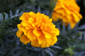 Orange marigolds close up. Beautiful flowers.
