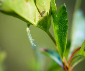 Raupe eines Schmetterling
