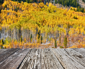 Naklejka na ściany i meble Aspen grove at autumn in Rocky Mountains. Colorado, USA.