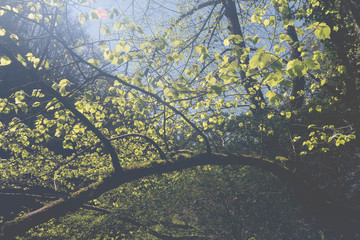 suave imagen del bosque