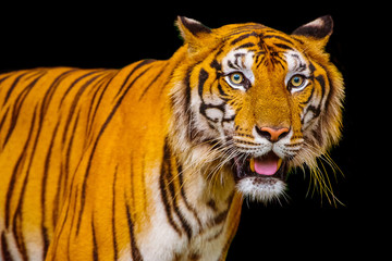 Tiger head isolated on black background, Siberian tiger in the forest, Predator animal, Wildlife scene with dangerous animal- Image