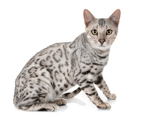 Obraz premium kot bengalski w studio