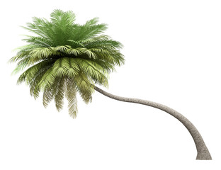 coconut palm tree isolated on white background © Tiler84