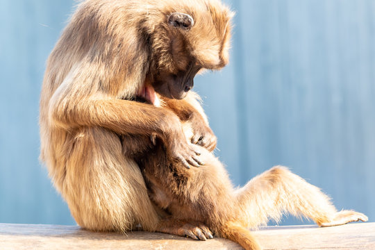 Pavian laust ein Junges