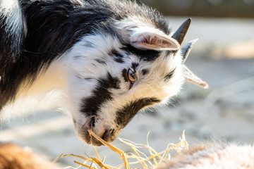 Kleine schwarz-weiße Ziege im Profil