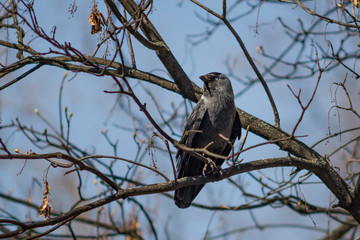 pajaro negro en las ramas