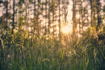 The evening sun shining through some grasses and trees in the forest and creating an idyllic...