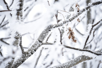 Tree branches in fluffy hoarfrost. Natural natural winter background.