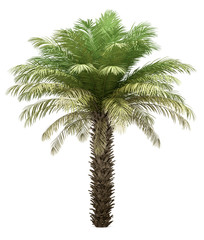Fototapeta na wymiar date palm tree isolated on white background