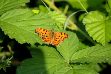 Falter, C-Falter, Schmetterling