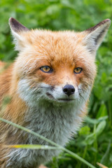 closeup red fox (vulpes) standing in green meadow