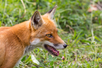 close-up red fox head (vulpes) in green meadow