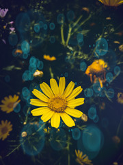 Plakat yellow flower