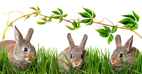 little brown rabbits eating grass