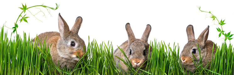 little brown rabbits eating grass