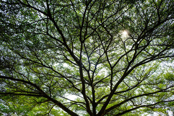 park with shrubs and green lawns, garden path in the morning.