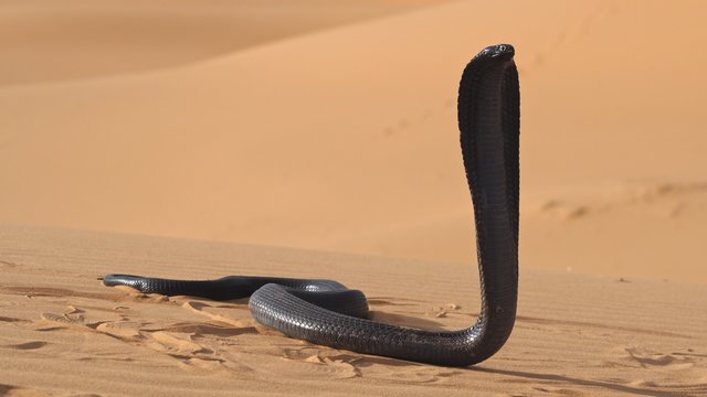 COBRA