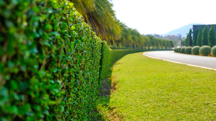 park with shrubs and green lawns, garden path in the morning.