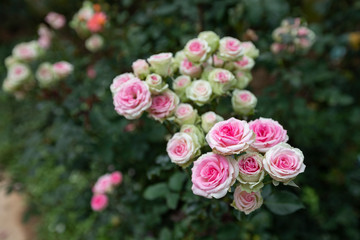 The Pink Roses in garden