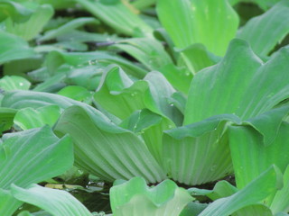 water plants 