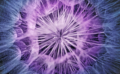 Abstract closeup of a dandelion seeds background