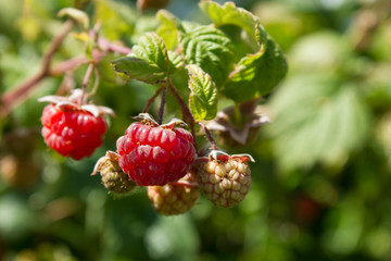 Branch of ripe raspberries in garden. Red sweet berries growing on raspberry bush in fruit garden.