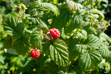Branch of ripe raspberries in garden. Red sweet berries growing on raspberry bush in fruit garden.