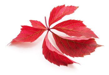 One red leaf.