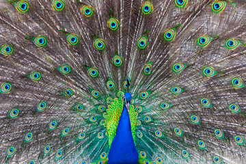 Obraz premium Blau schimmernder männlicher Pfau mit offenem Federkleid von vorne