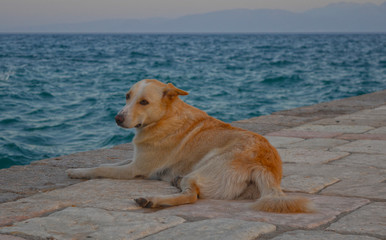 Golden Retriever by the sea
