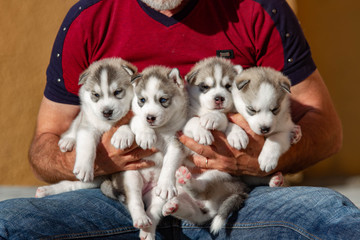 Four puppies Siberian Husky. Litter dogs in the hands of the breeder. Little puppies.