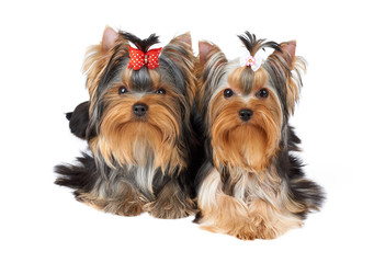 Two cute dogs