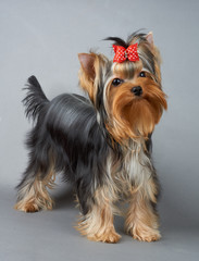 Yorkshire Terrier on gray background