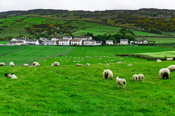 Fototapeta premium Flock of sheep grazing along Irish coastline, ballintoy